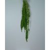 GESTABILISEERD AMARANTHUS (H) APPELGROEN